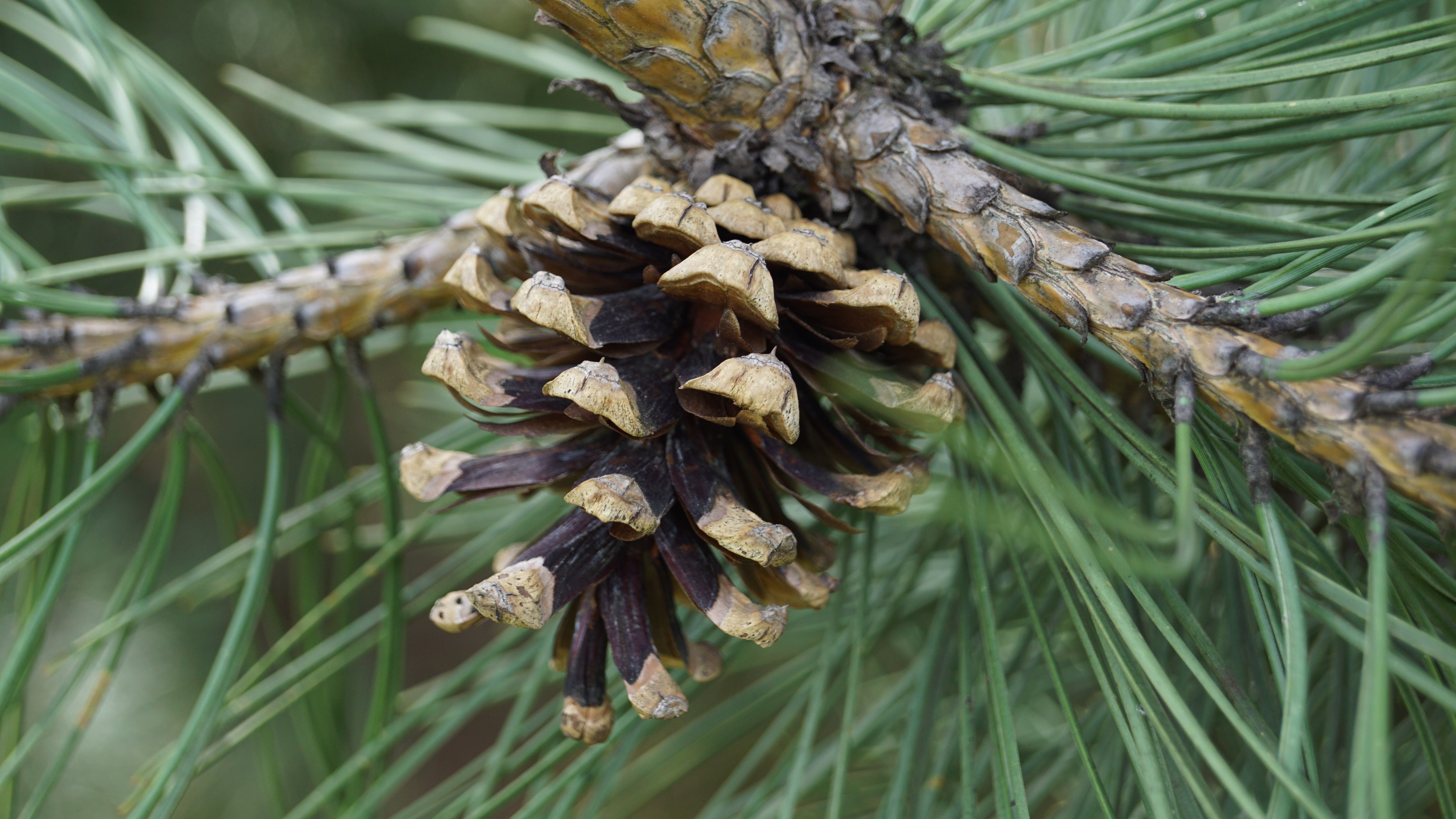 Pinus nigra nigra (4)